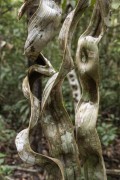 Detail of Monkey Ladder Vine (Bauhinia angulosa) - Anavilhanas National Park - Novo Airao city - Amazonas state (AM) - Brazil