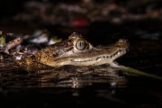 Spectacled caiman (Caiman crocodilus) in the Negro River - Anavilhanas National Park - Novo Airao city - Amazonas state (AM) - Brazil
