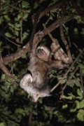 Pale-throated Sloth (Bradypus tridactylus) with chick - Near Anavilhanas National Park - Novo Airao city - Amazonas state (AM) - Brazil