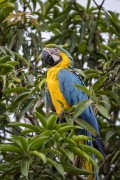 Blue-and-yellow Macaw (Ara ararauna) in the Rio Negro Sustainable Development Reserve - Anavilhanas National Park - Novo Airao city - Amazonas state (AM) - Brazil