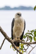 White Hawk (Pseudastur albicollis) - Anavilhanas National Park - Novo Airao city - Amazonas state (AM) - Brazil