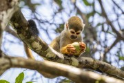 Common squirrel monkey (Saimiri sciureus) - Near Anavilhanas National Park - Novo Airao city - Amazonas state (AM) - Brazil