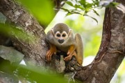 Common squirrel monkey (Saimiri sciureus) - Near Anavilhanas National Park - Novo Airao city - Amazonas state (AM) - Brazil