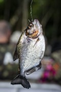 Piranha (Pygocentrus) Fishing in the Negro River - Anavilhanas National Park - Novo Airao city - Amazonas state (AM) - Brazil