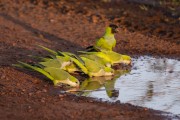 Monk Parakeet (Myiopsitta monachus) and  Nanday Parakeet (Aratinga nenday) drinking water from a lake - Refugio Caiman - Miranda city - Mato Grosso do Sul state (MS) - Brazil