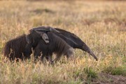 Giant Anteater (Myrmecophaga tridactyla) with baby on its back - Refugio Caiman - Miranda city - Mato Grosso do Sul state (MS) - Brazil