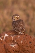 Burrowing Owl (Athene cunicularia) - Refugio Caiman - Miranda city - Mato Grosso do Sul state (MS) - Brazil