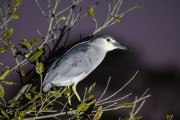 Black-crowned Night-Heron (Nycticorax nycticorax) - Refugio Caiman - Miranda city - Mato Grosso do Sul state (MS) - Brazil