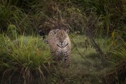 Jaguar (Panthera onca) - Refugio Caiman - Miranda city - Mato Grosso do Sul state (MS) - Brazil