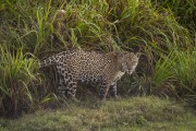 Jaguar (Panthera onca) - Refugio Caiman - Miranda city - Mato Grosso do Sul state (MS) - Brazil