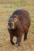 Capybara (Hydrochoerus hydrochaeris) - Refugio Caiman - Miranda city - Mato Grosso do Sul state (MS) - Brazil
