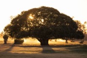 Big Fig Tree at Dawn - Refugio Caiman - Miranda city - Mato Grosso do Sul state (MS) - Brazil