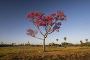 Pink Ipe (Tabebuia impetiginosa) - Refugio Caiman - Miranda city - Mato Grosso do Sul state (MS) - Brazil