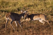Pampas deer (Ozotoceros bezoarticus) fighting - Refugio Caiman - Miranda city - Mato Grosso do Sul state (MS) - Brazil