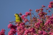 Turquoise-fronted Parrot (Amazona aestiva) - Refugio Caiman - Miranda city - Mato Grosso do Sul state (MS) - Brazil
