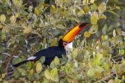 Toco Toucan (Ramphastos toco) on tree branch - Refugio Caiman - Miranda city - Mato Grosso do Sul state (MS) - Brazil