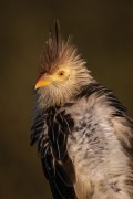 Guira Cuckoo (Guira guira) - Refugio Caiman - Miranda city - Mato Grosso do Sul state (MS) - Brazil