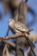 Scaled Dove (Columbina squammata) - Refugio Caiman - Miranda city - Mato Grosso do Sul state (MS) - Brazil