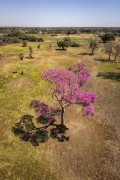 Picture taken with drone of the Pantanal landscape with Pink Ipe (Tabebuia impetiginosa) in bloom - Refugio Caiman - Miranda city - Mato Grosso do Sul state (MS) - Brazil