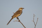 Chalk-browed Mockingbird (Mimus saturninus) - Refugio Caiman - Miranda city - Mato Grosso do Sul state (MS) - Brazil