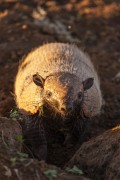 Six-banded Armadillo (Euphractus sexcinctus) in the Pantanal - Refugio Caiman - Miranda city - Mato Grosso do Sul state (MS) - Brazil